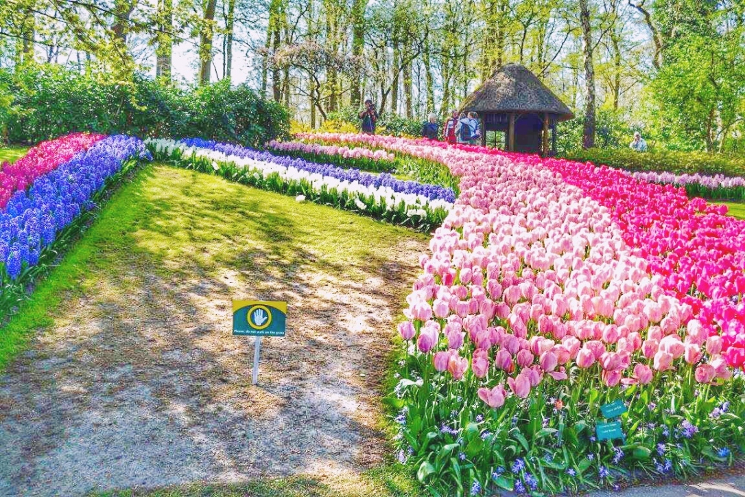 How to visit Keukenhof on a layover 